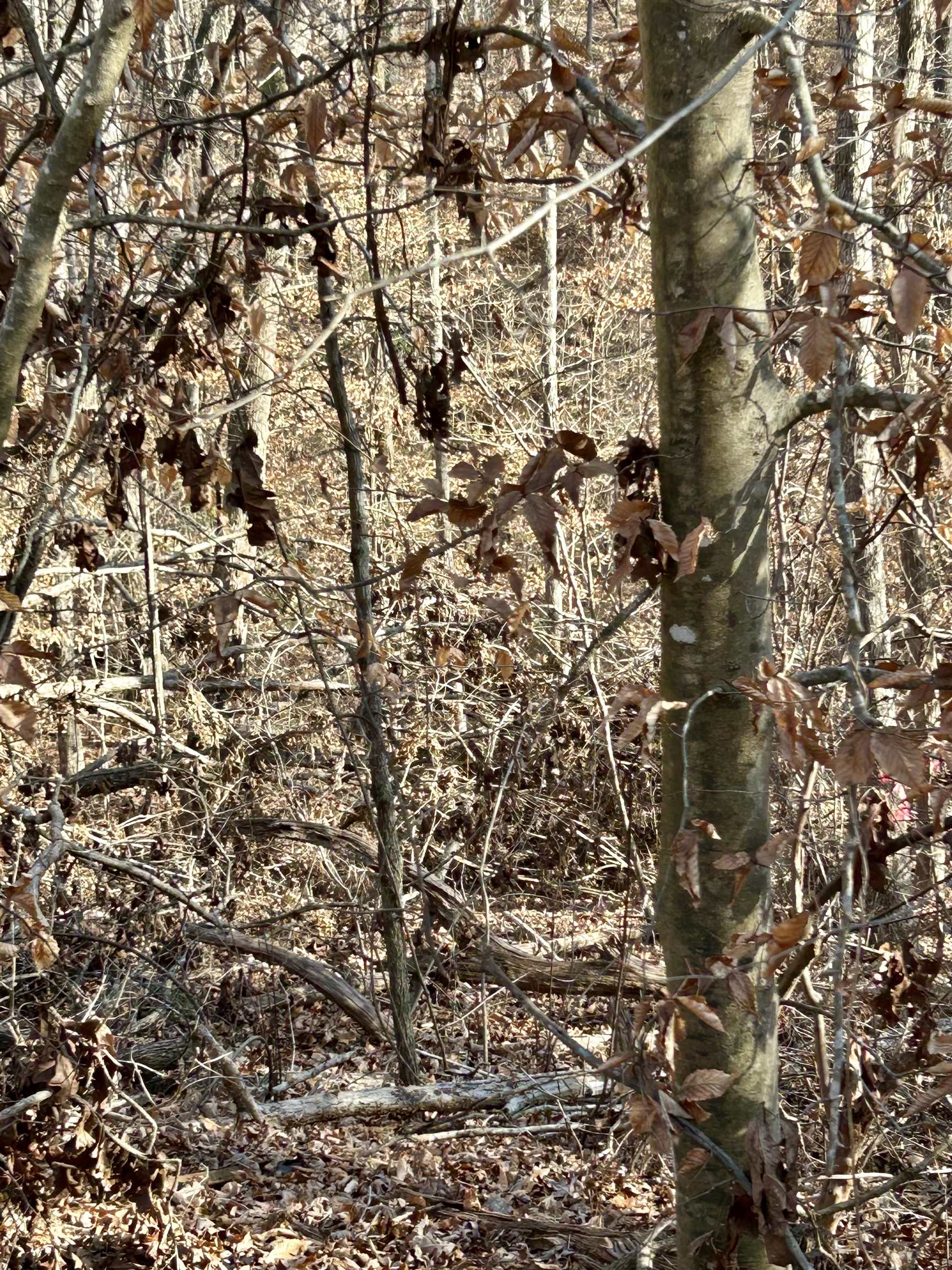 Lot 72 Sutton Cove Court Westminster, SC 29693 - Photo 10 of 13