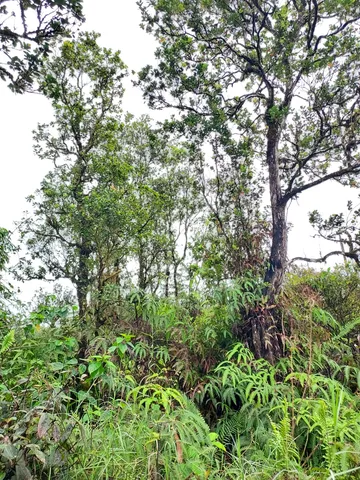 $30,000 | 31 Mikana St Mountain View, Pahoa, HI 96778