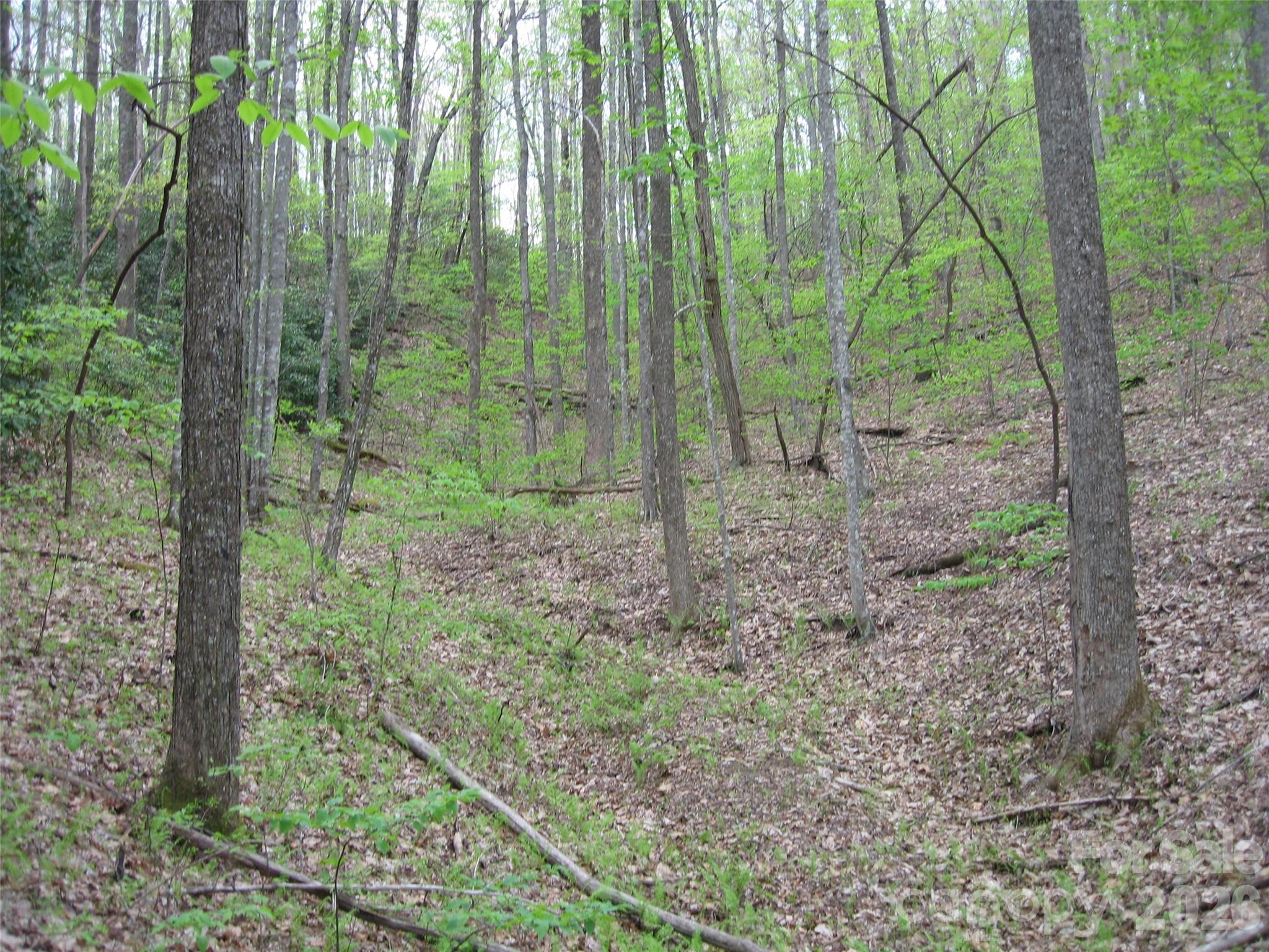 313 Line Runner Ridge Road Brevard, NC 28712 - Photo 5 of 33