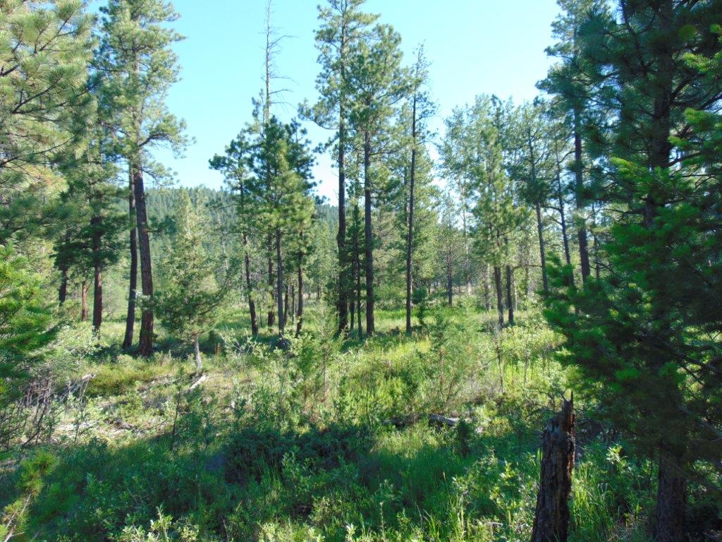 4615 Abe Lincoln Road Lincoln, MT 59639 - Photo 66 of 92 Gallery Image 66