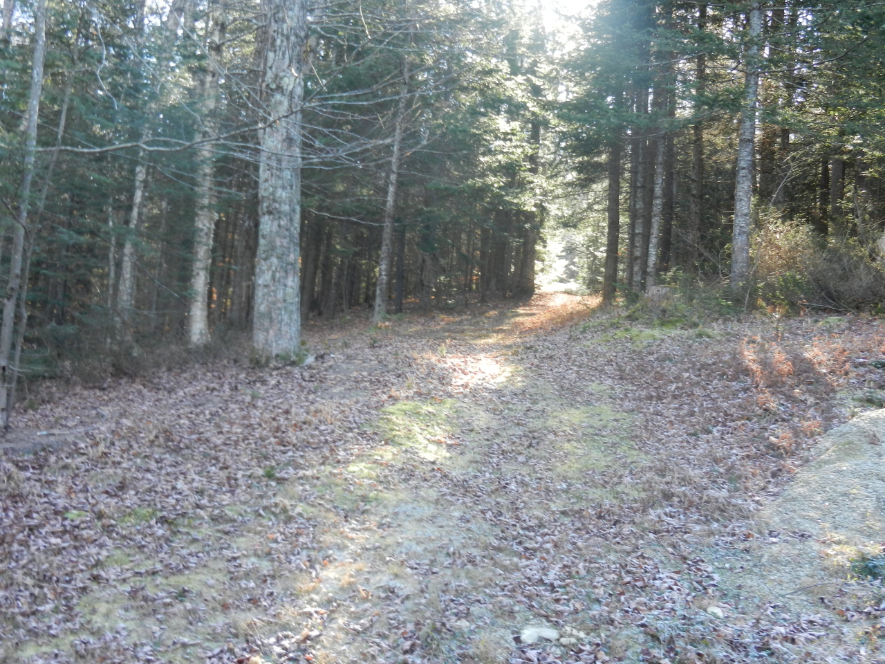 40 River Road Savoy, MA 01256 - Photo 15 of 25 a view of a yard with trees