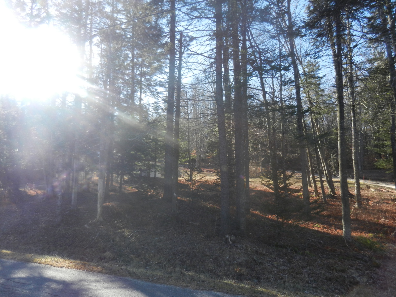 40 River Road Savoy, MA 01256 - Photo 16 of 25 a view of a forest