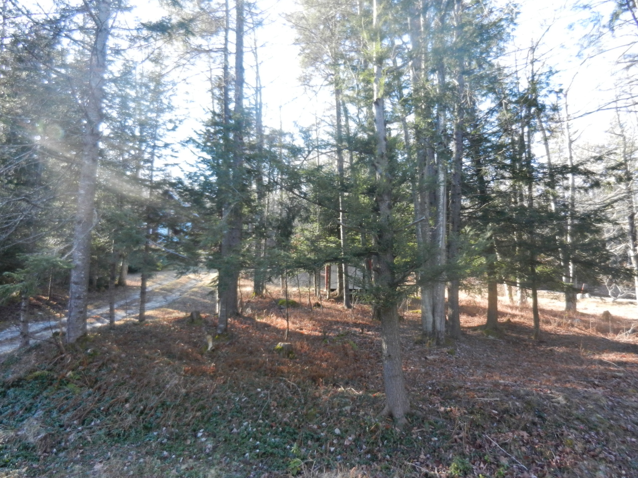 40 River Road Savoy, MA 01256 - Photo 18 of 25 a view of a forest that has large trees