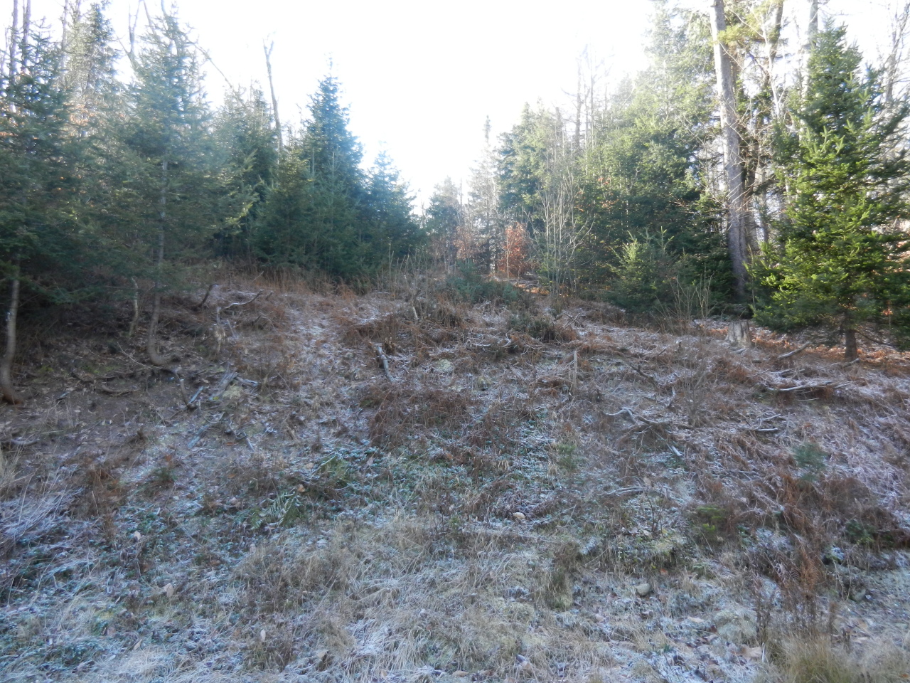 40 River Road Savoy, MA 01256 - Photo 19 of 25 a view of a forest with trees in the background