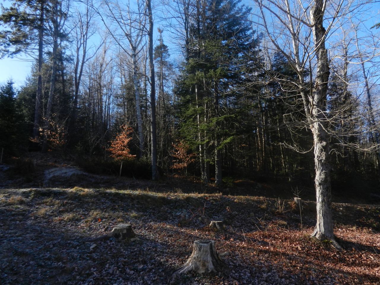 40 River Road Savoy, MA 01256 - Photo 20 of 25 a view of outdoor space and yard