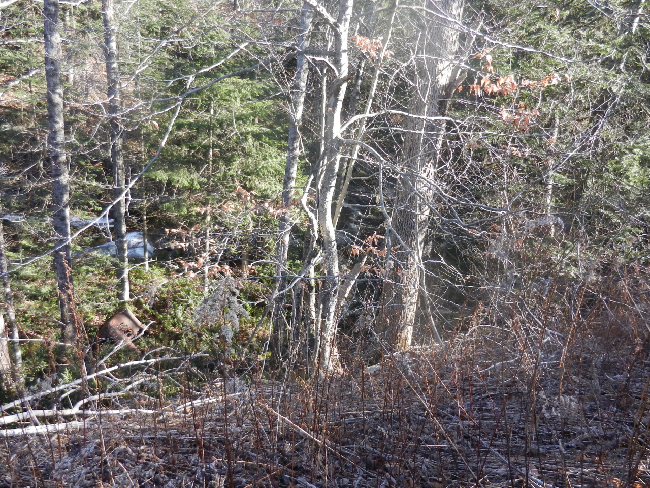 40 River Road Savoy, MA 01256 - Photo 21 of 25 a backyard of a house with lots of trees