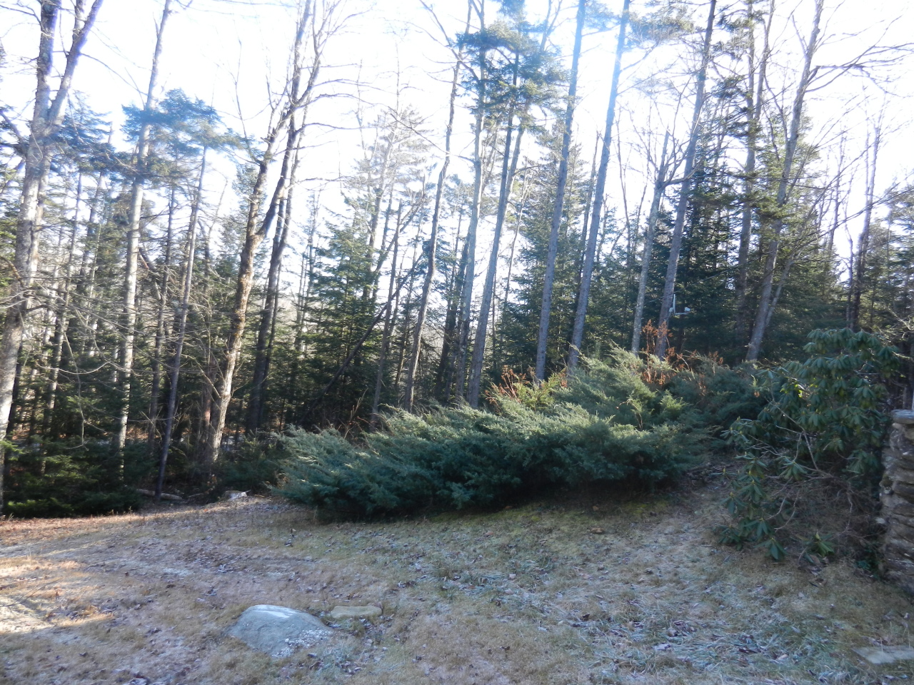40 River Road Savoy, MA 01256 - Photo 22 of 25 a view of a forest with trees