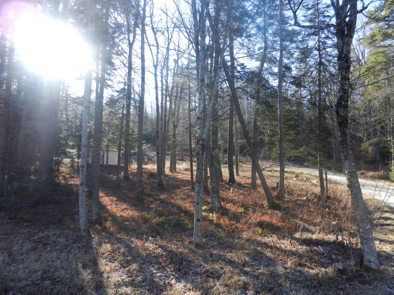 40 River Road Savoy, MA 01256 - Photo 23 of 25 a view of a forest with trees