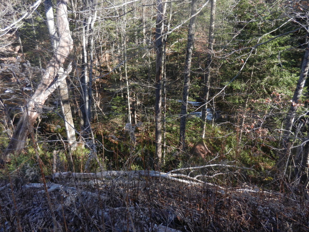 40 River Road Savoy, MA 01256 - Photo 24 of 25 a view of forest