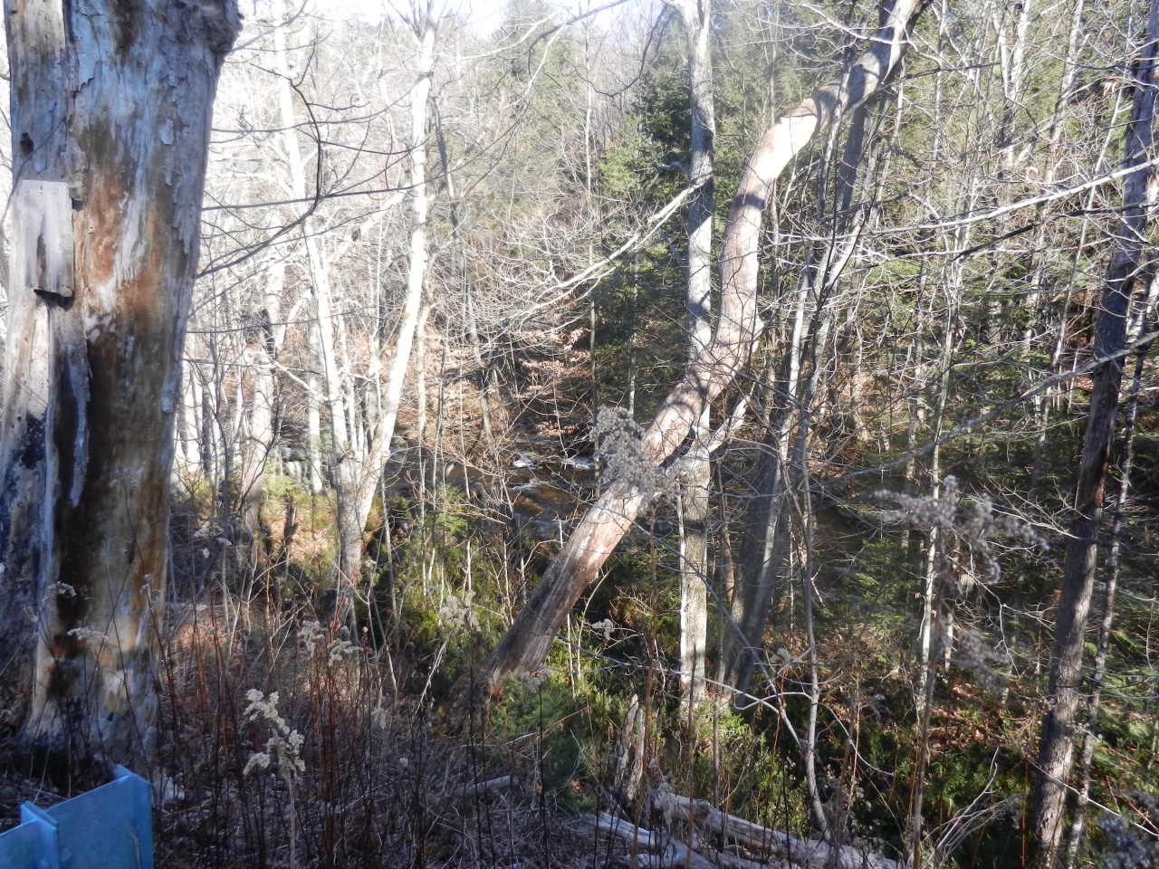 40 River Road Savoy, MA 01256 - Photo 25 of 25 a picture of tree