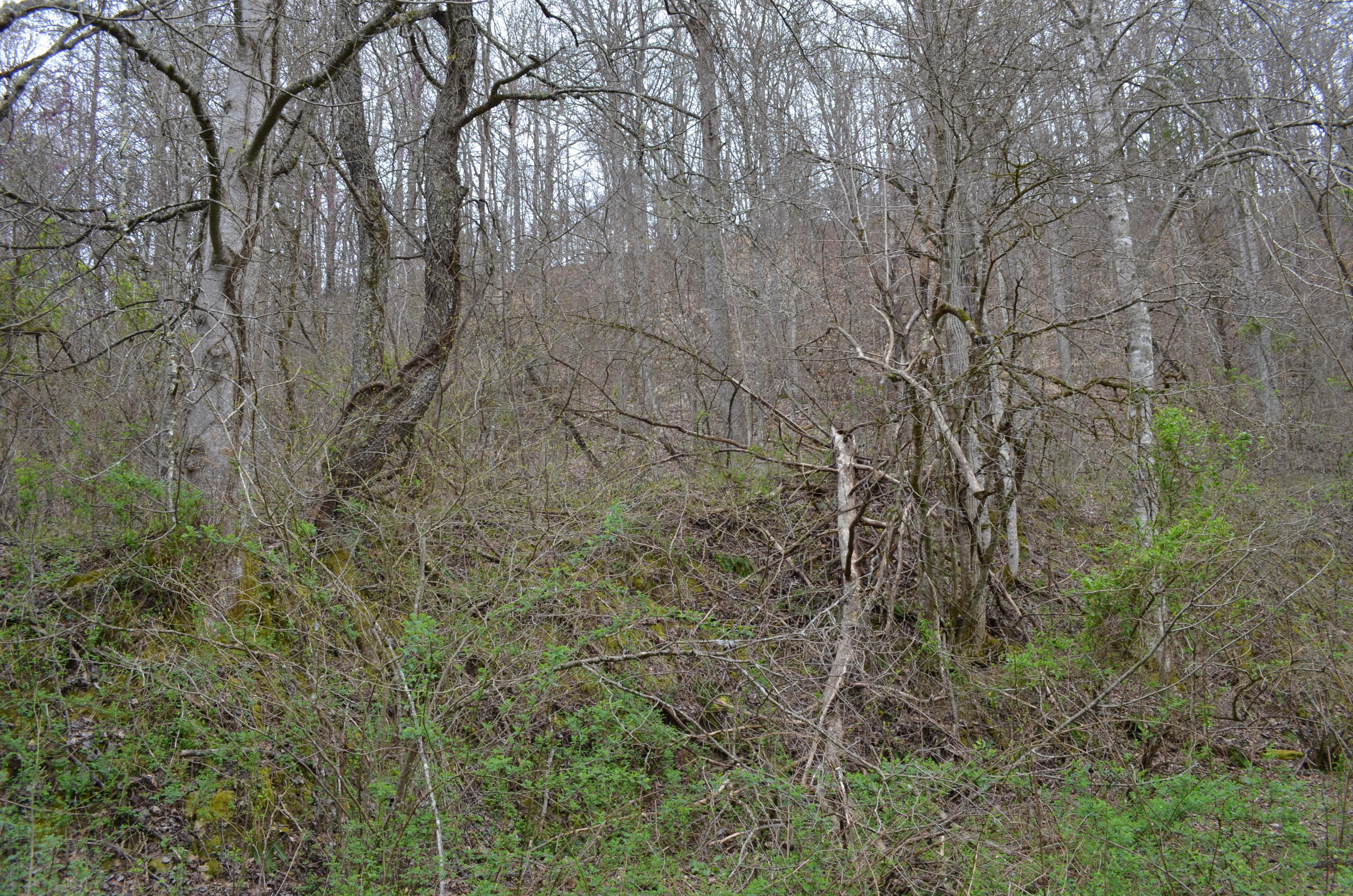 11.13-ac Fox Branch Road Kyles Ford, TN 37765 - Photo 14 of 14 DSC_0366