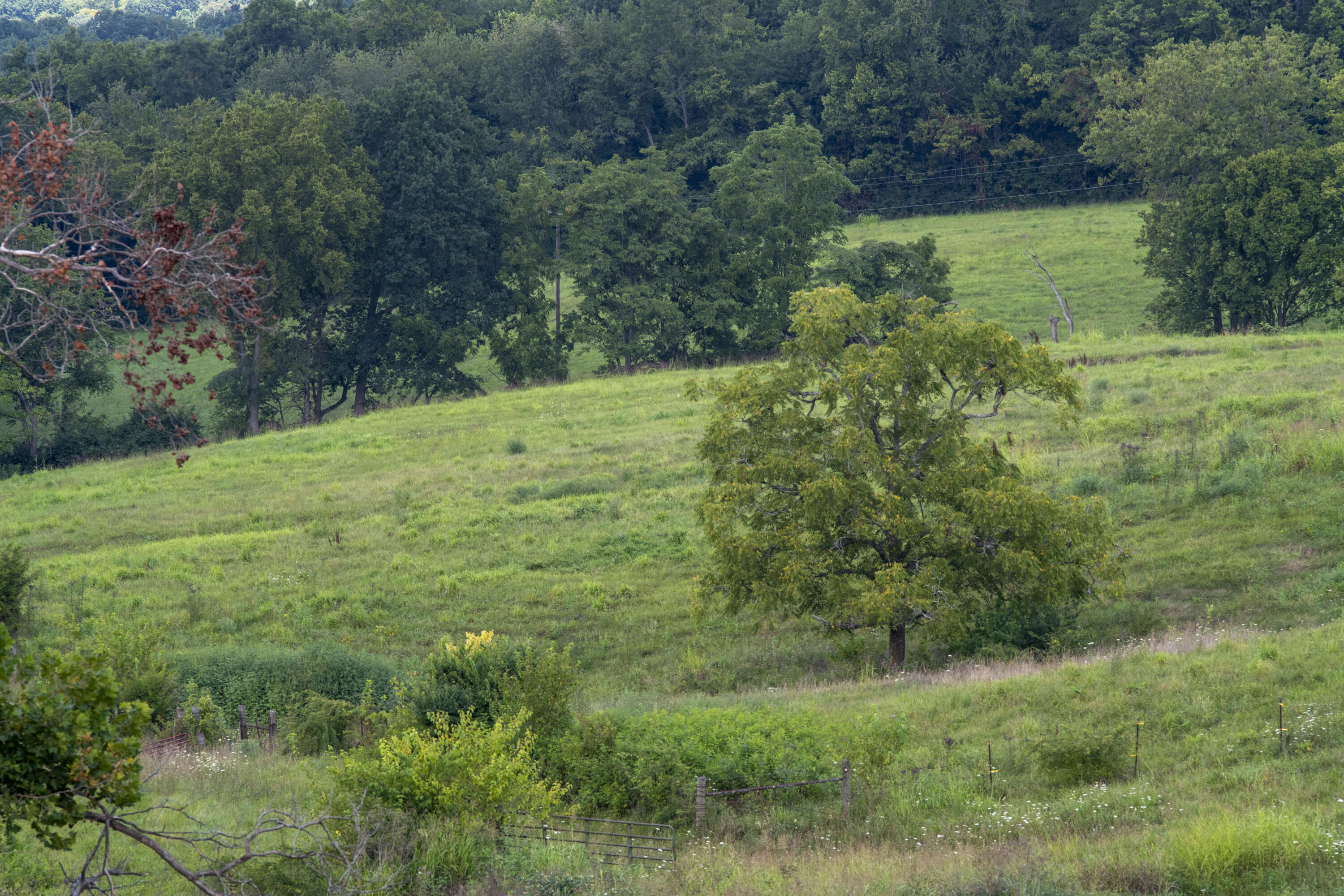 2785 High Bridge Road Wilmore, KY 40390 - Photo 7 of 16 ELand_25