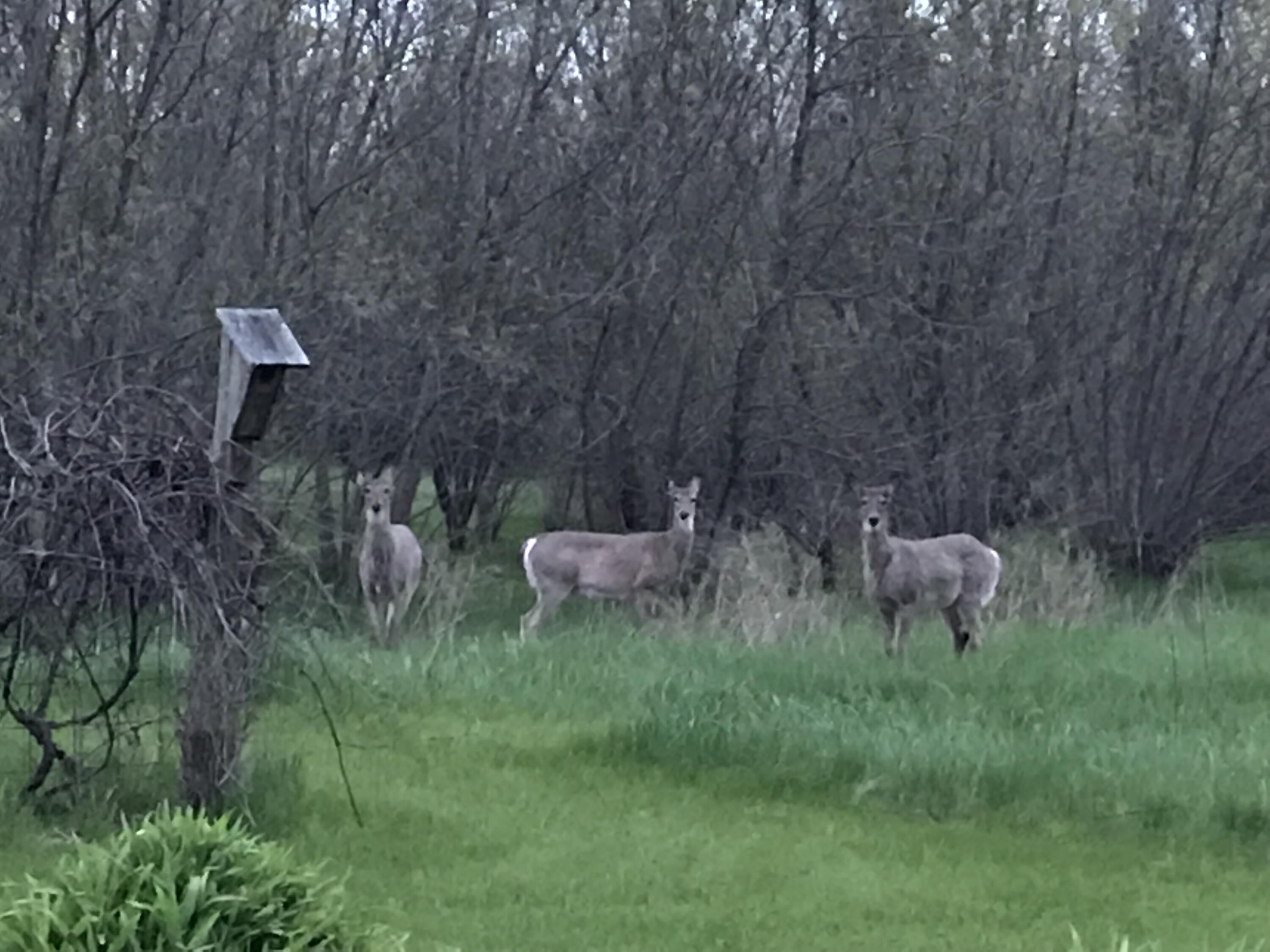 S38W31902 Wern Way Genesee, WI 53189 - Photo 39 of 67 deer in yard