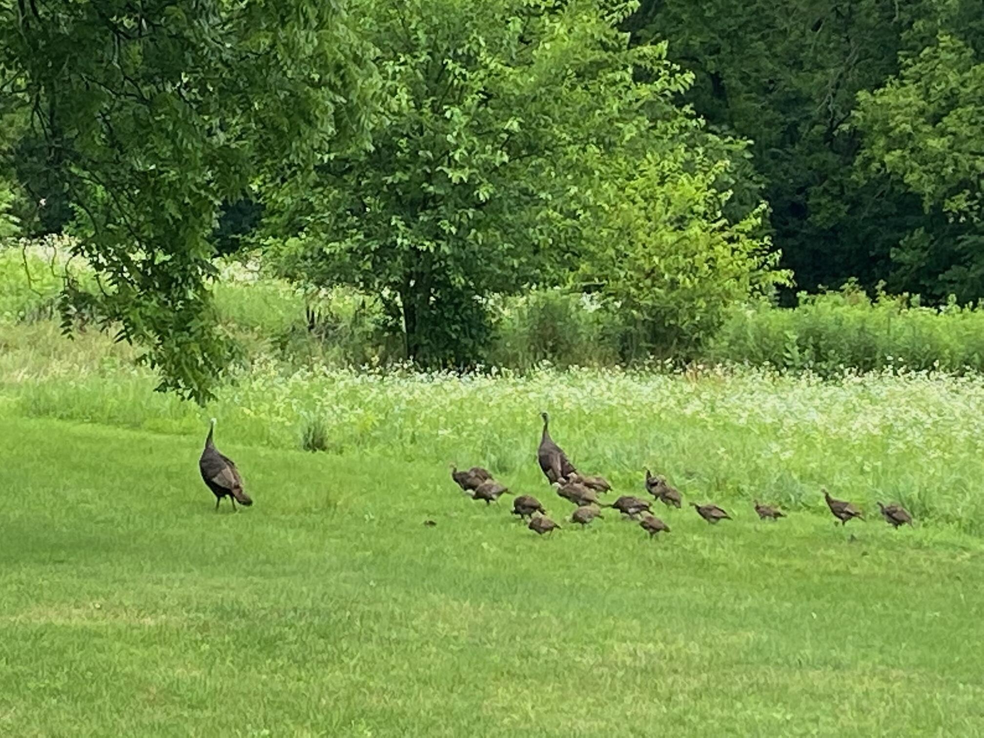 S38W31902 Wern Way Genesee, WI 53189 - Photo 40 of 67 turkey in yard