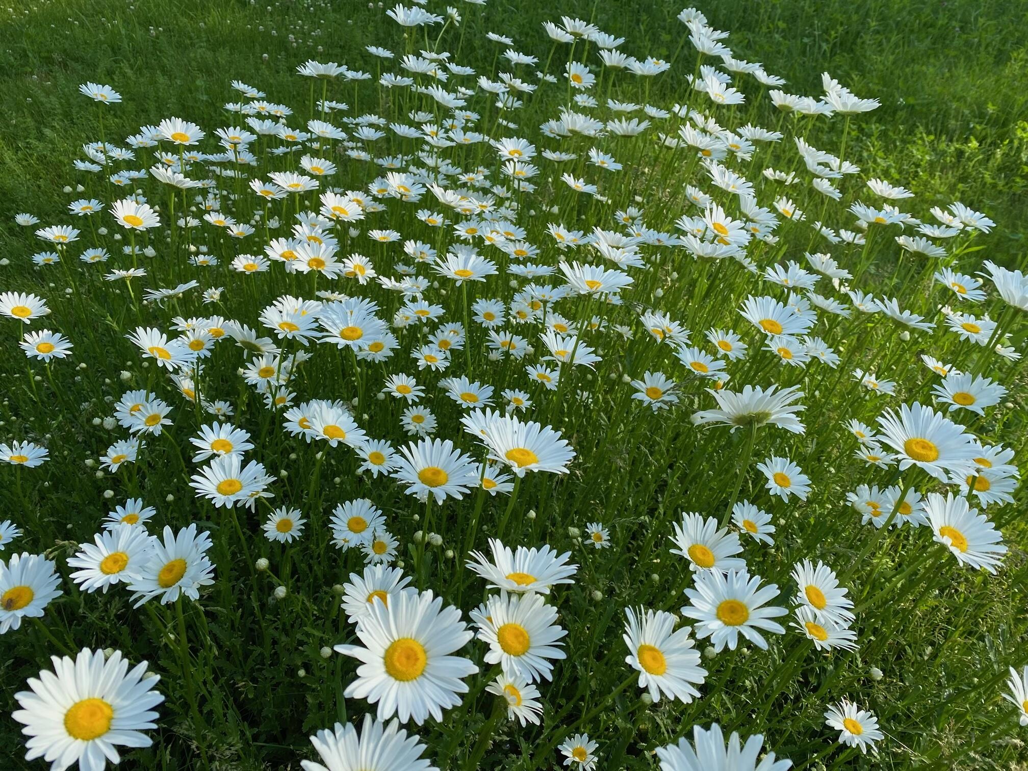 S38W31902 Wern Way Genesee, WI 53189 - Photo 42 of 67 wildflowers in yard