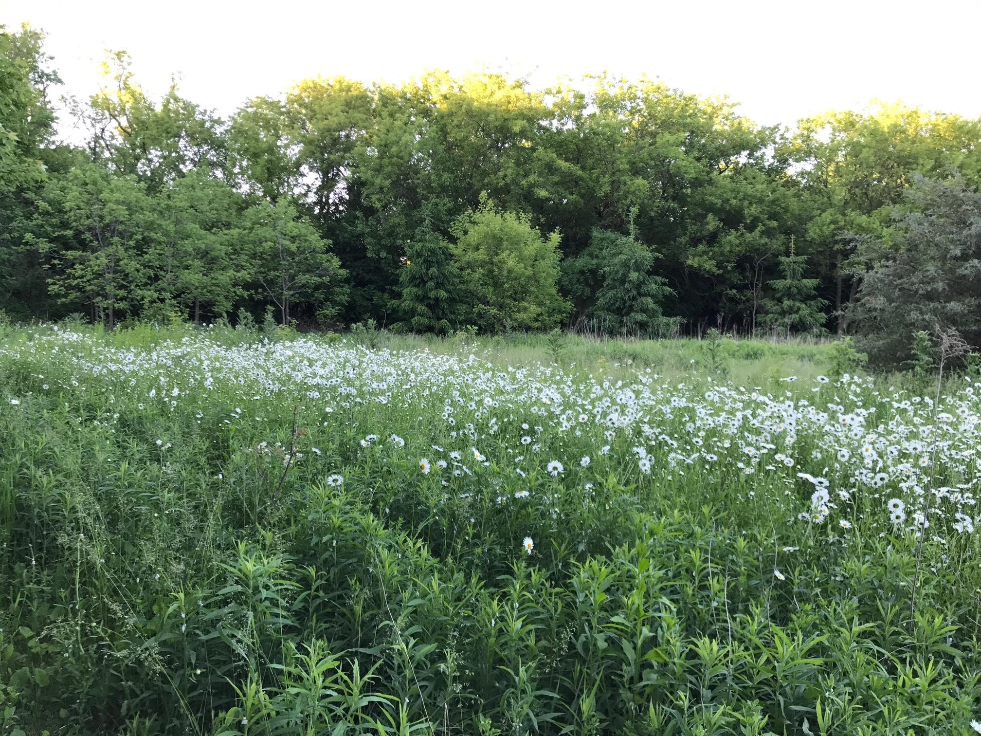S38W31902 Wern Way Genesee, WI 53189 - Photo 43 of 67 wildflowers in yard