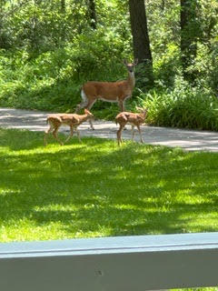S38W31902 Wern Way Genesee, WI 53189 - Photo 44 of 67 doe fawns