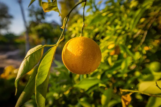 $2,295,000 | 1881 Meiners Road, Ojai, CA 93023