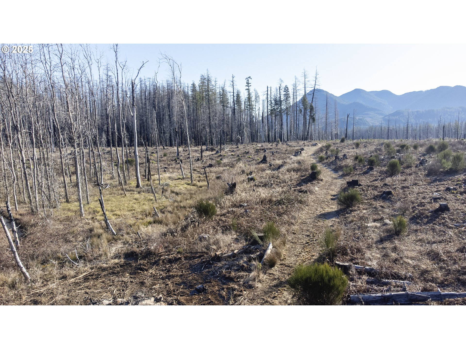 91737 Old Scout Road Blue River, OR 97413 - Photo 9 of 15 a view of a backyard