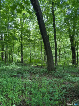 a view of a lush green forest