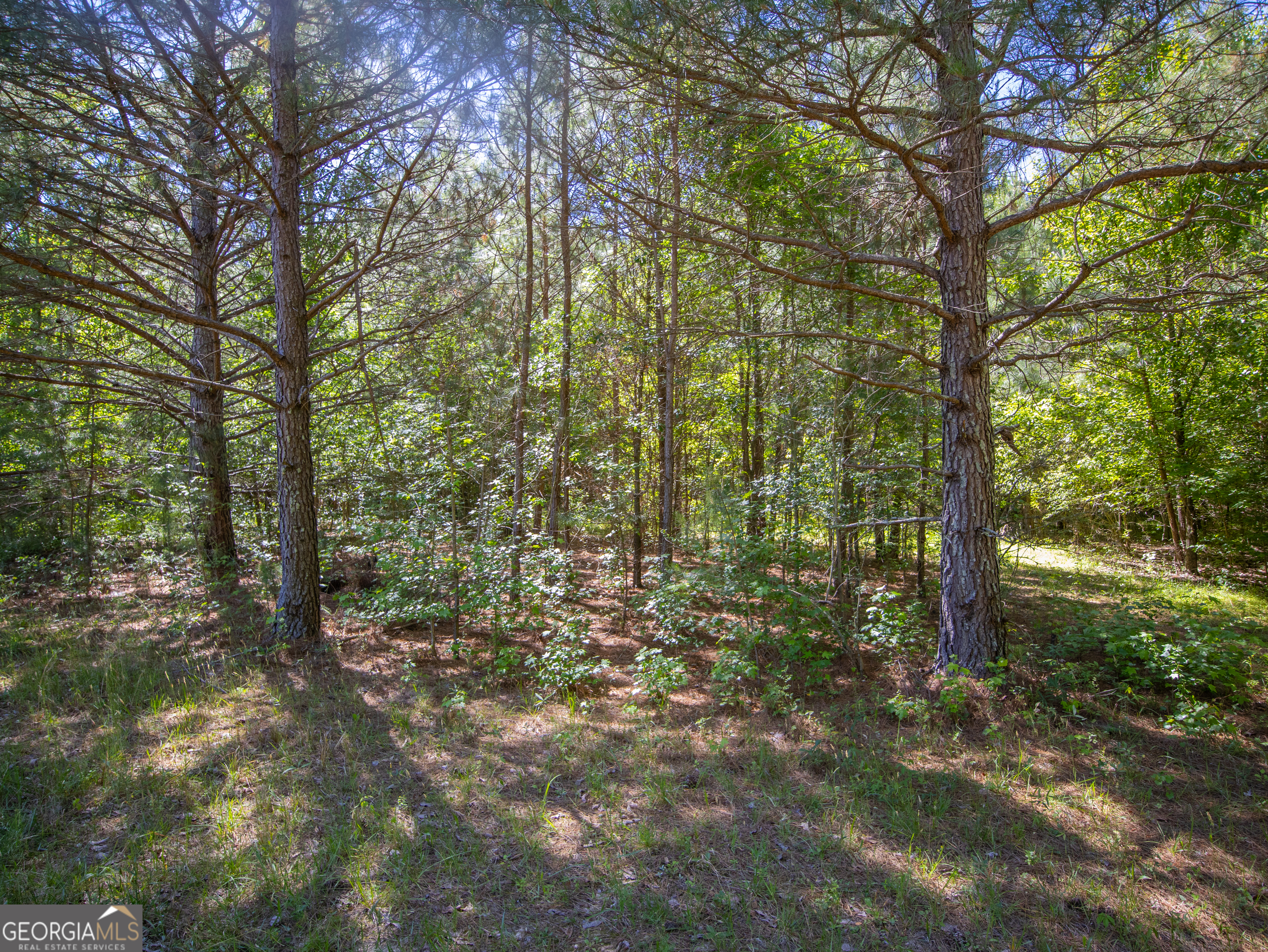 5.5-acres Bronco Road LaFayette, GA 30728 - Photo 6 of 17 a view of a forest with trees