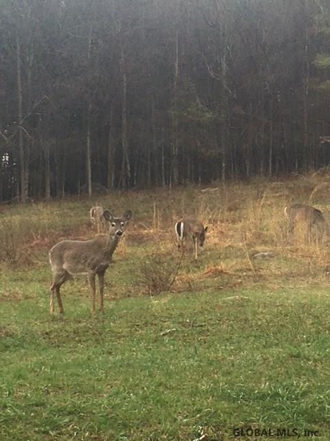 173 Goodman Road Fort Ann, NY 12827 - Photo 26 of 26 Photo 26