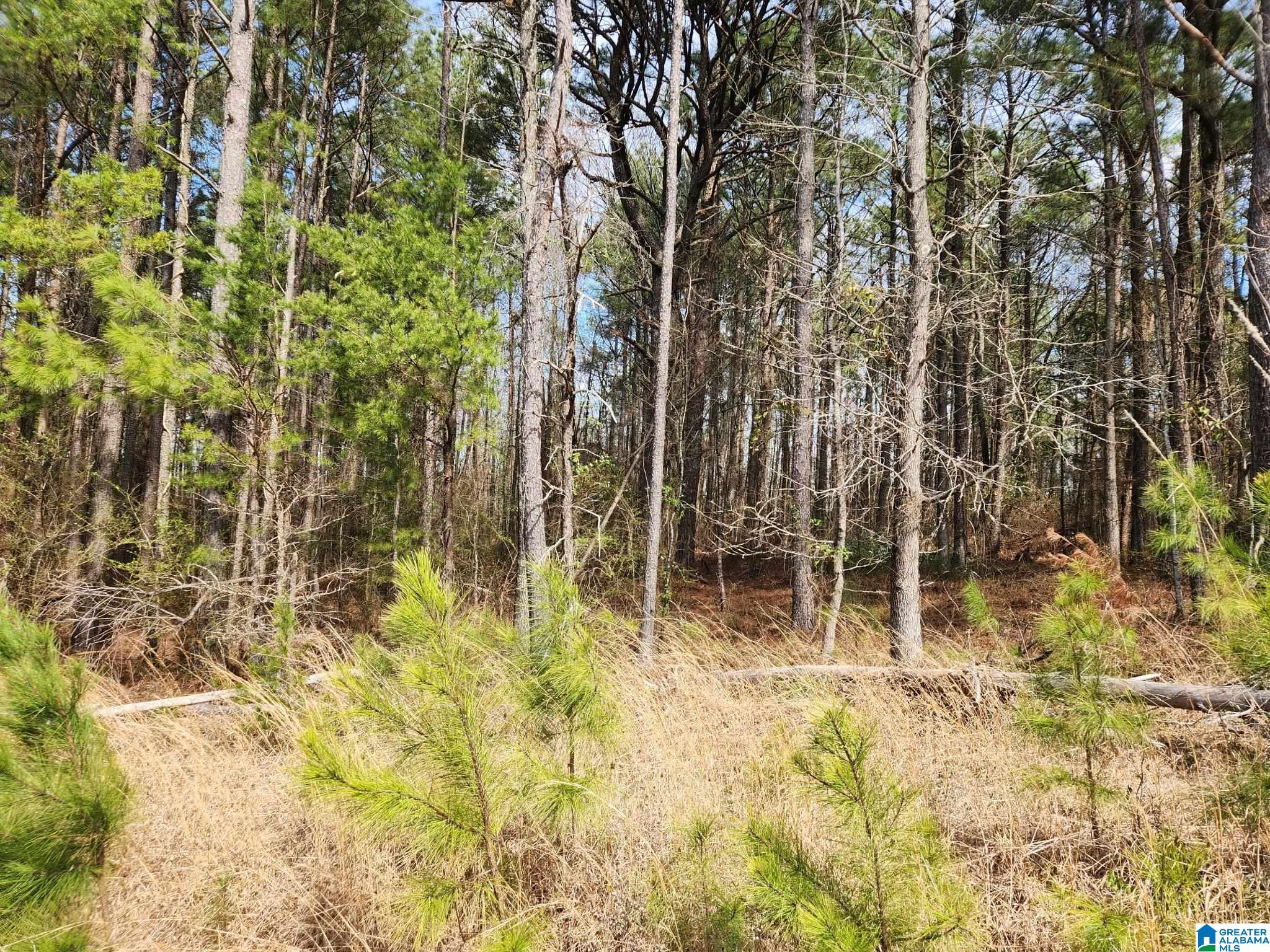 0 Red Hill School Road, Unit 3 6 ACRES Hayden, AL 35079 - Photo 3 of 3