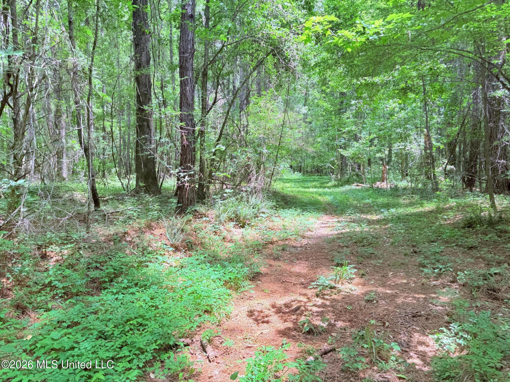 164 Potluck Road Canton, MS 39046 - Photo 21 of 25 IMG_5159