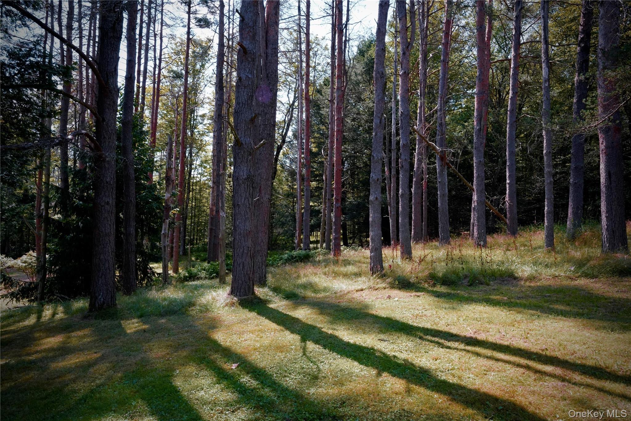 669 Shandelee Road Livingston Manor, NY 12758 - Photo 15 of 46 a view of a backyard with trees