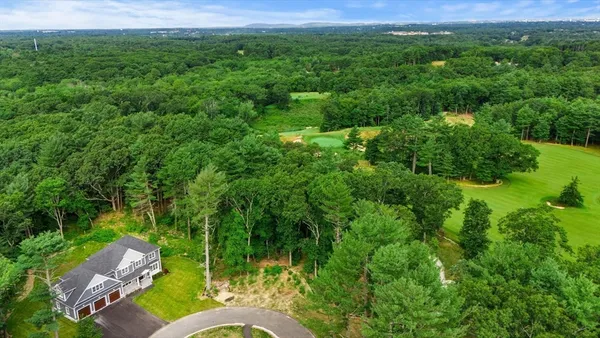a view of a lush green forest