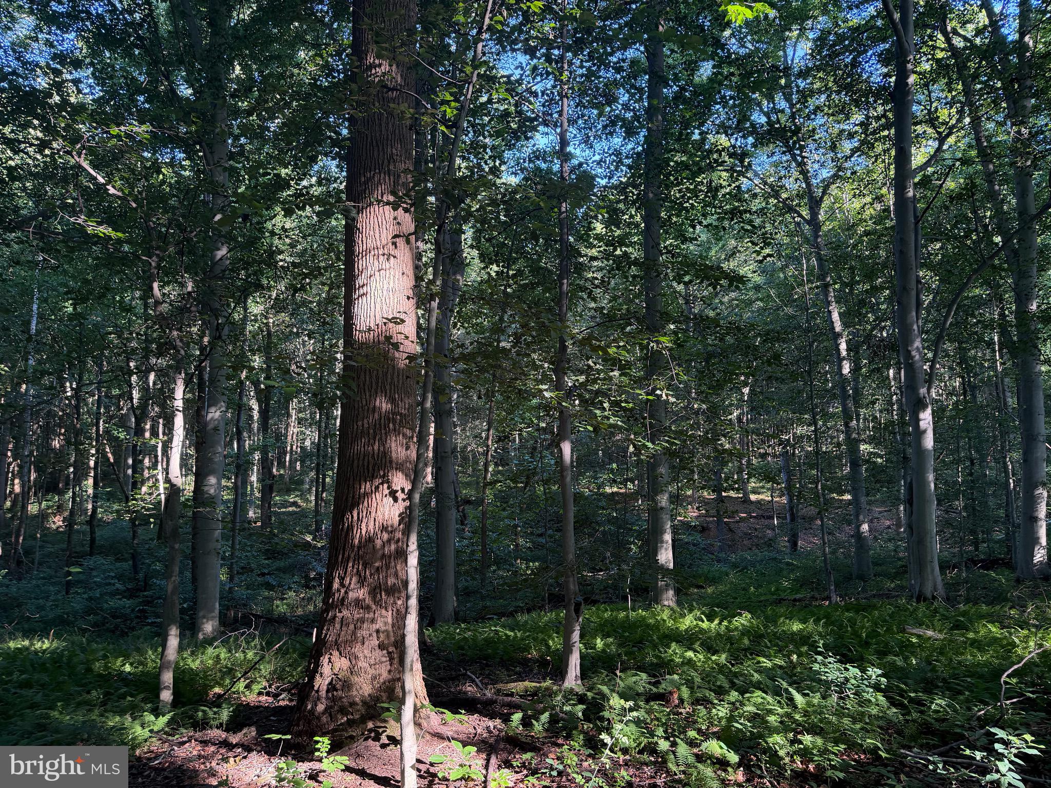 0 Rock Springs Road Conowingo, MD 21918 - Photo 14 of 79