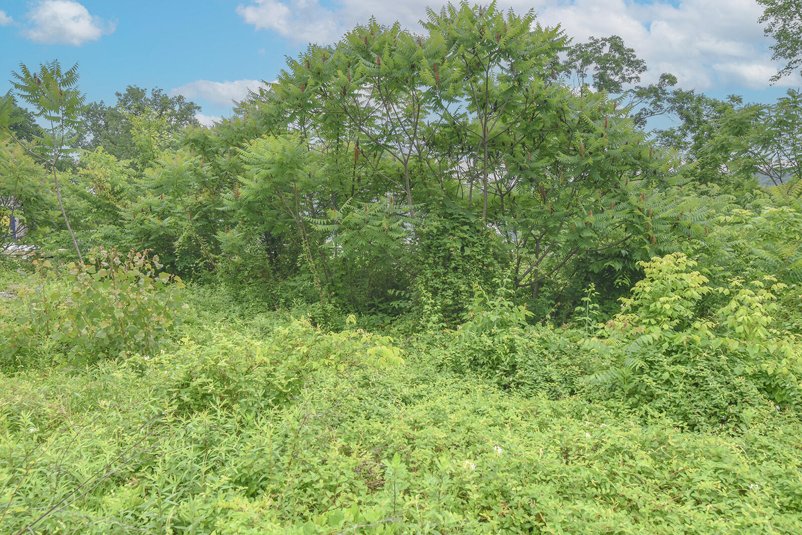 4768 River Road Hebron, KY 41048 - Photo 6 of 14