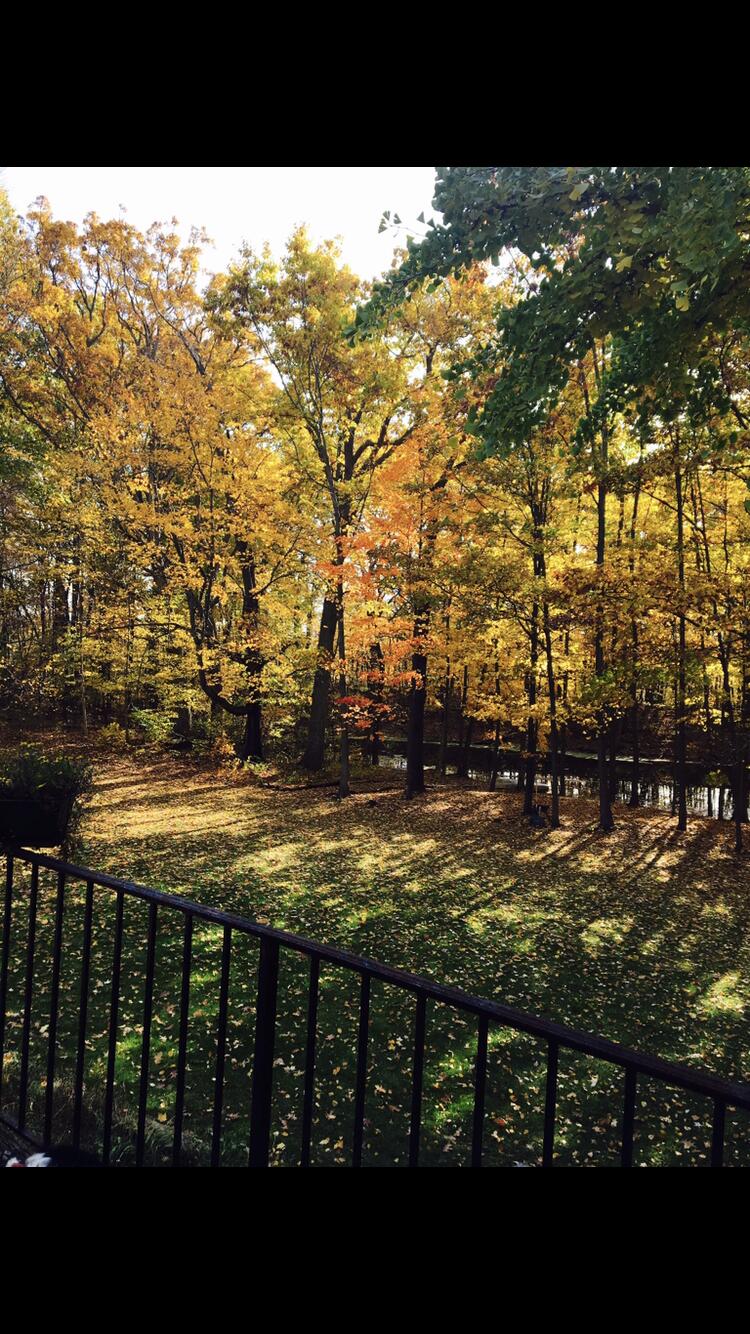 22649 North Dixboro Road South Lyon, MI 48178 - Photo 43 of 47 thumbnail_IMG_1565