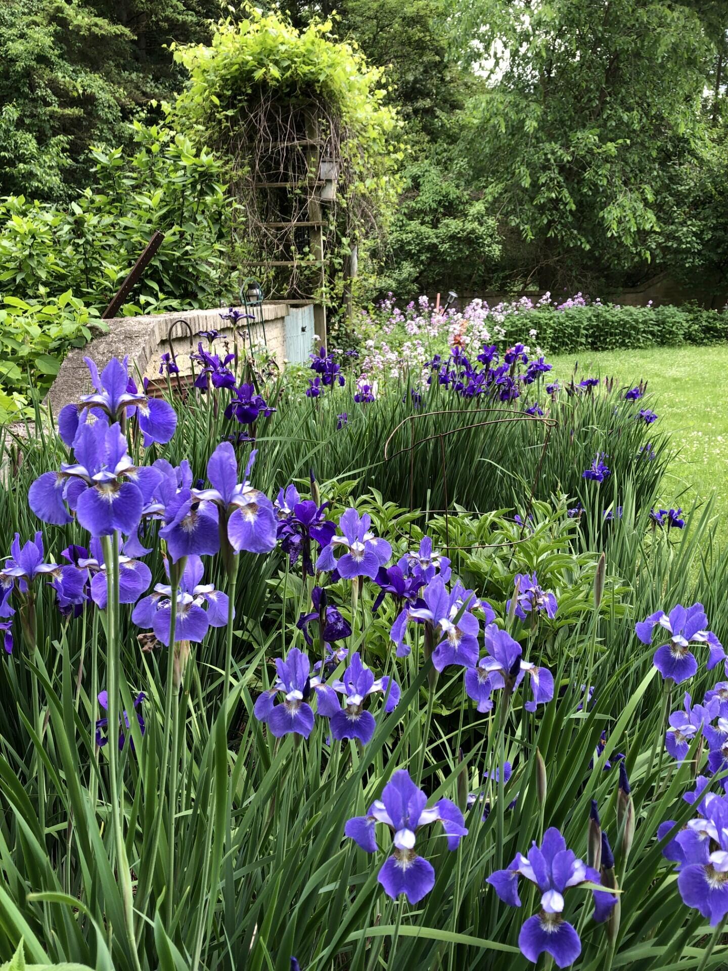 22649 North Dixboro Road South Lyon, MI 48178 - Photo 45 of 47 thumbnail_IMG_8925