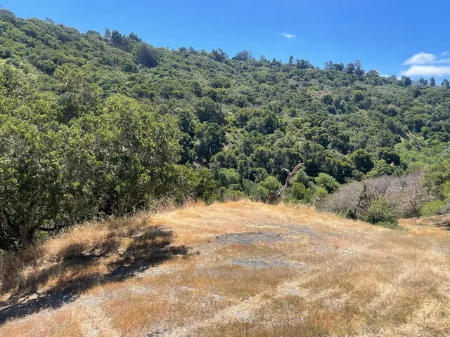 a view of a dirt road with trees in the background