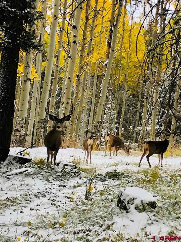 620 Crest Drive Cimarron, CO 81220 - Photo 7 of 7