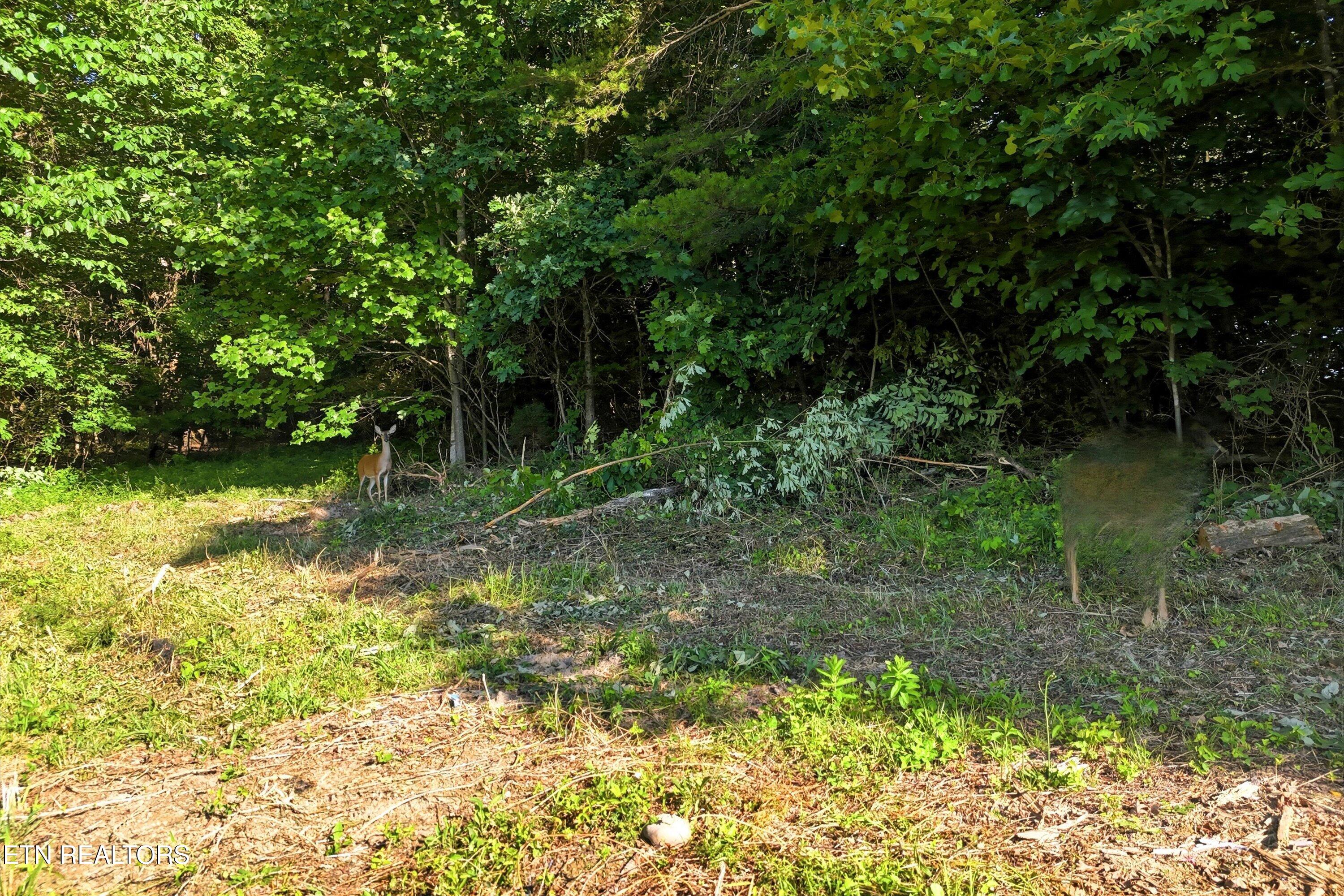 Daniels Road, Unit A Knoxville, TN 37938 - Photo 5 of 34 71-Daniels Rd-71