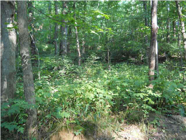 0 Goad Cemetery Road New Harmony, IN 47631 - Photo 3 of 13