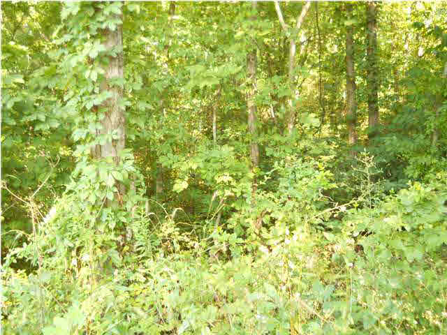 0 Goad Cemetery Road New Harmony, IN 47631 - Photo 6 of 13