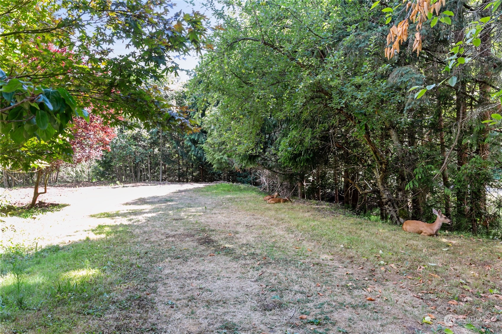 3734 Britton Road Bellingham, WA 98226 - Photo 31 of 40 a view of a yard with a tree