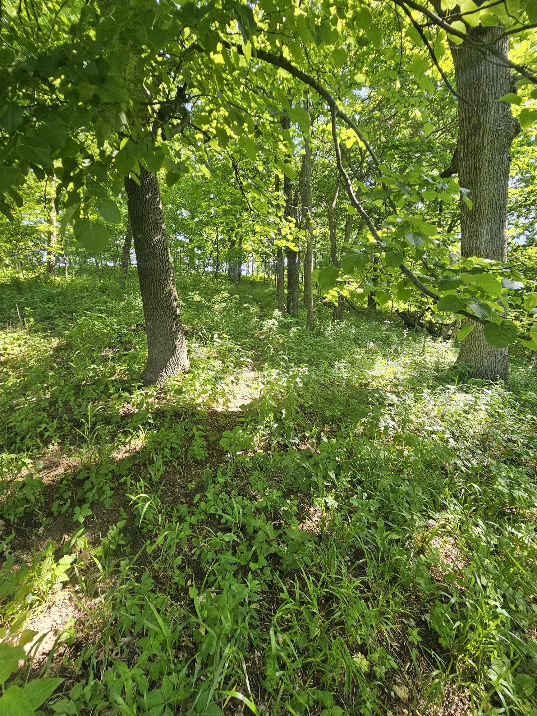 13061 Walnut Blf Road Bagley, WI 53801 - Photo 13 of 18