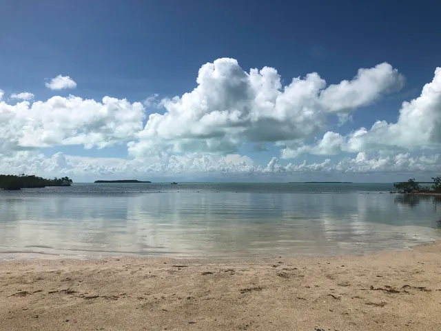 a view of a forest with trees in the background
