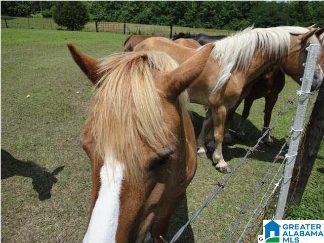 180 Hoyt Hill Road Ashville, AL 35953 - Photo 22 of 32