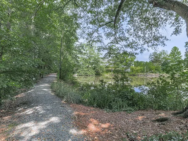 a view of a forest with trees in the background
