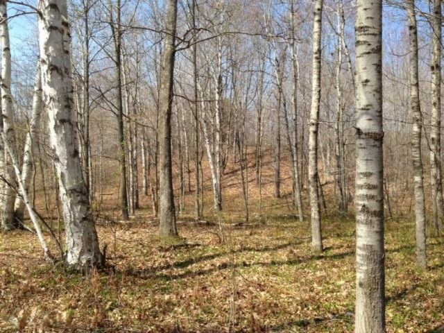 8500 19 Mile Road Marion, MI 49665 - Photo 3 of 5 photo 3 (2)