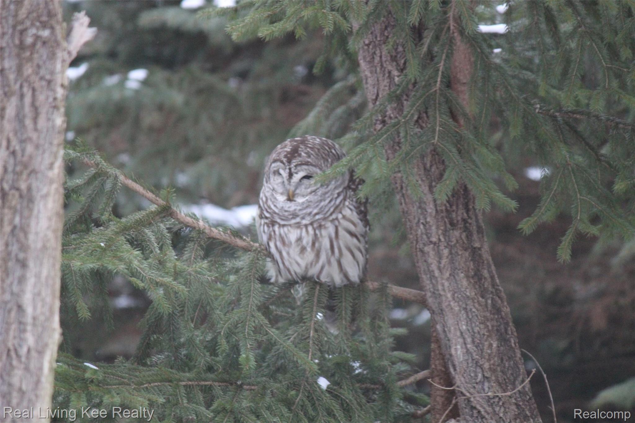 3648 Gregory Road Lake Orion, MI 48359 - Photo 63 of 68 Nature right outside your kitchen window!