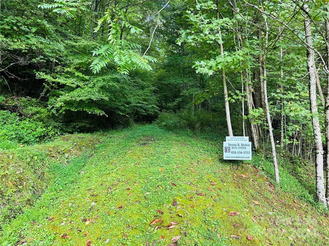 a view of a lush green forest
