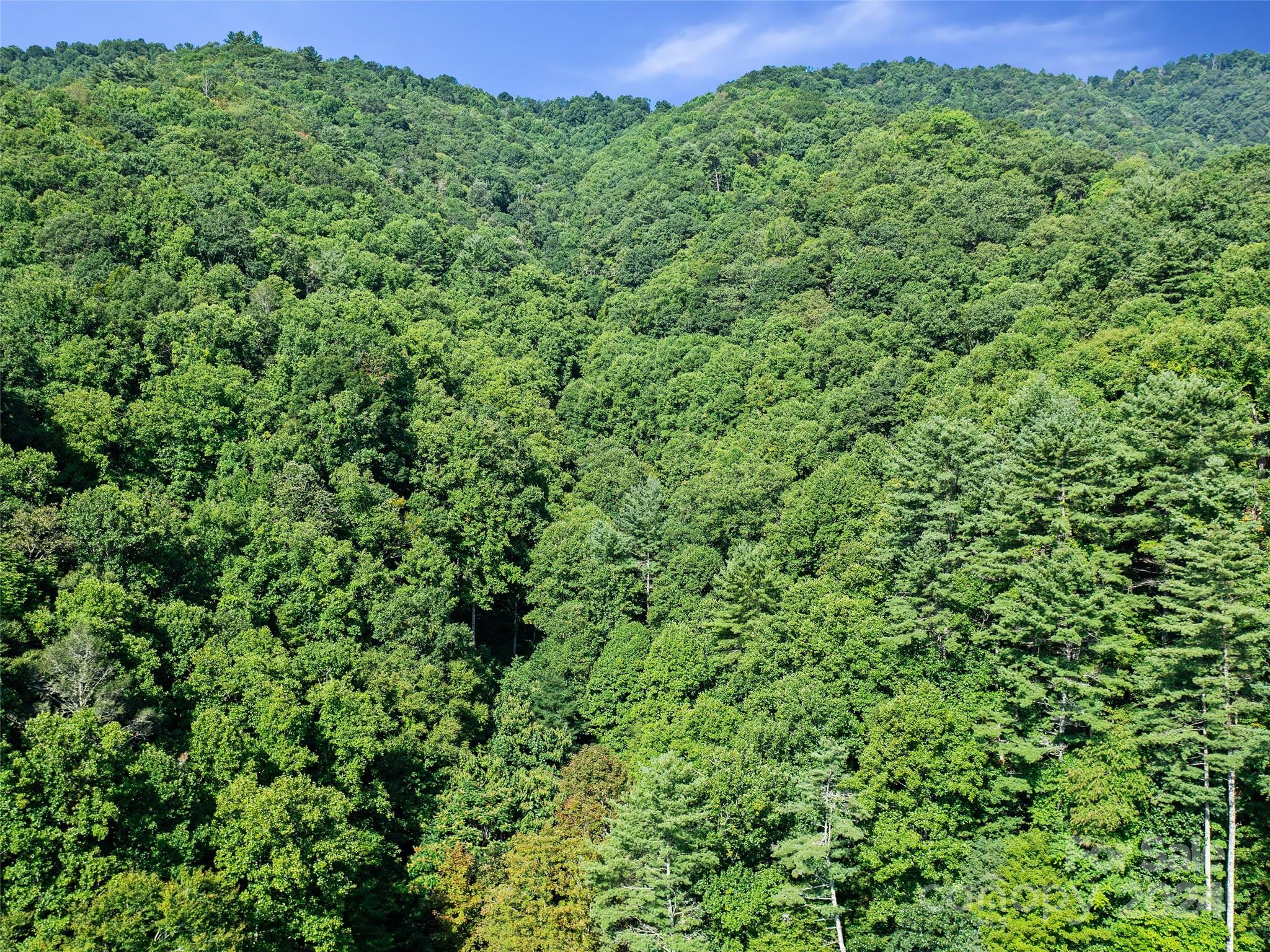 0 Byrd Cr Road Green Mountain, NC 28740 - Photo 14 of 18 a view of a lush green forest