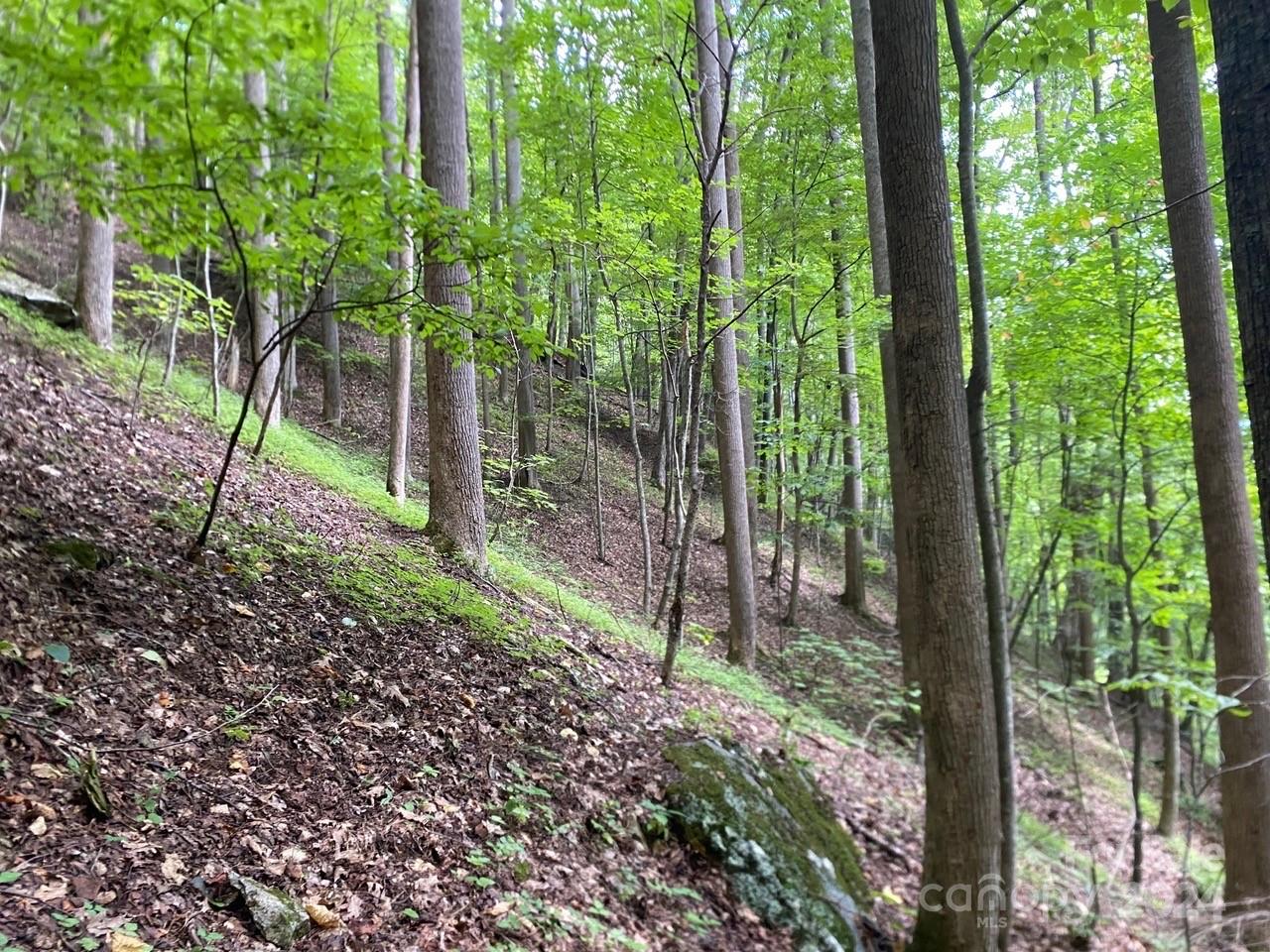 0 Byrd Cr Road Green Mountain, NC 28740 - Photo 5 of 18 a view of a garden