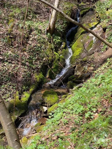 a view of a lush green forest with a house in the background